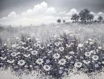 Cumulus Over Fallow