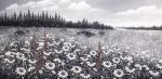 Cumulus Over Meadow