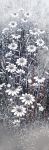 Daisy Dazzle